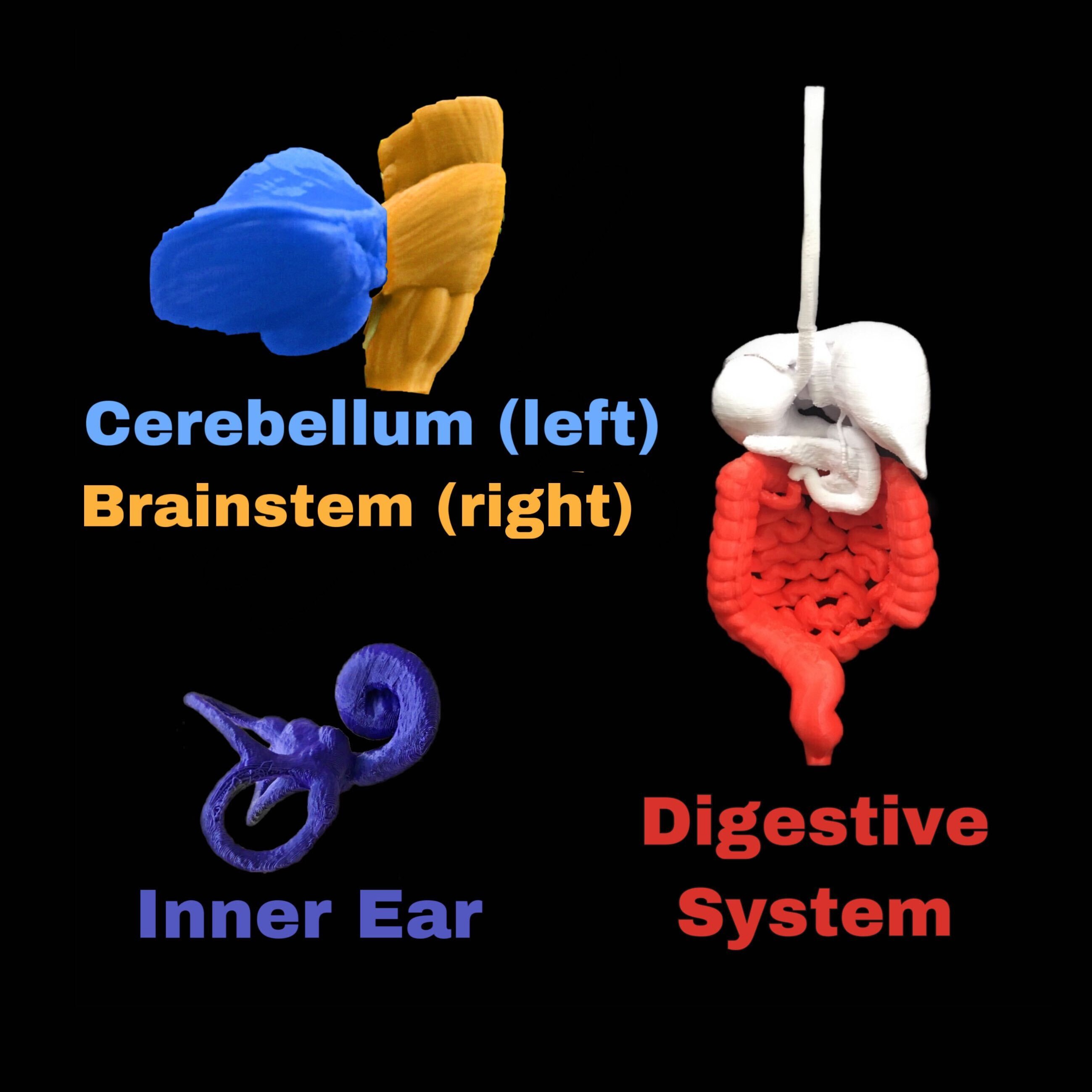 Intestine 3D Model